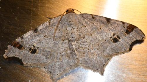 Réf. 308 568 : Macaria alternata